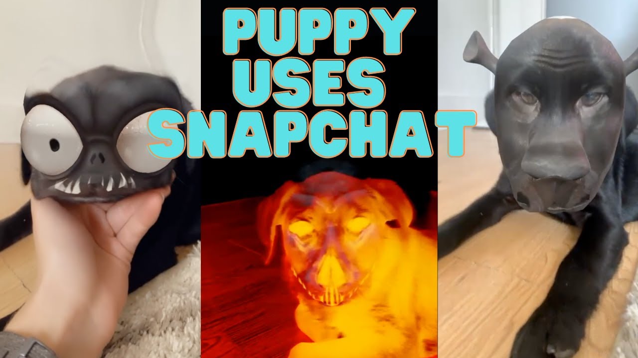 trying snapchat filters on black lab puppy *SO CUTE*