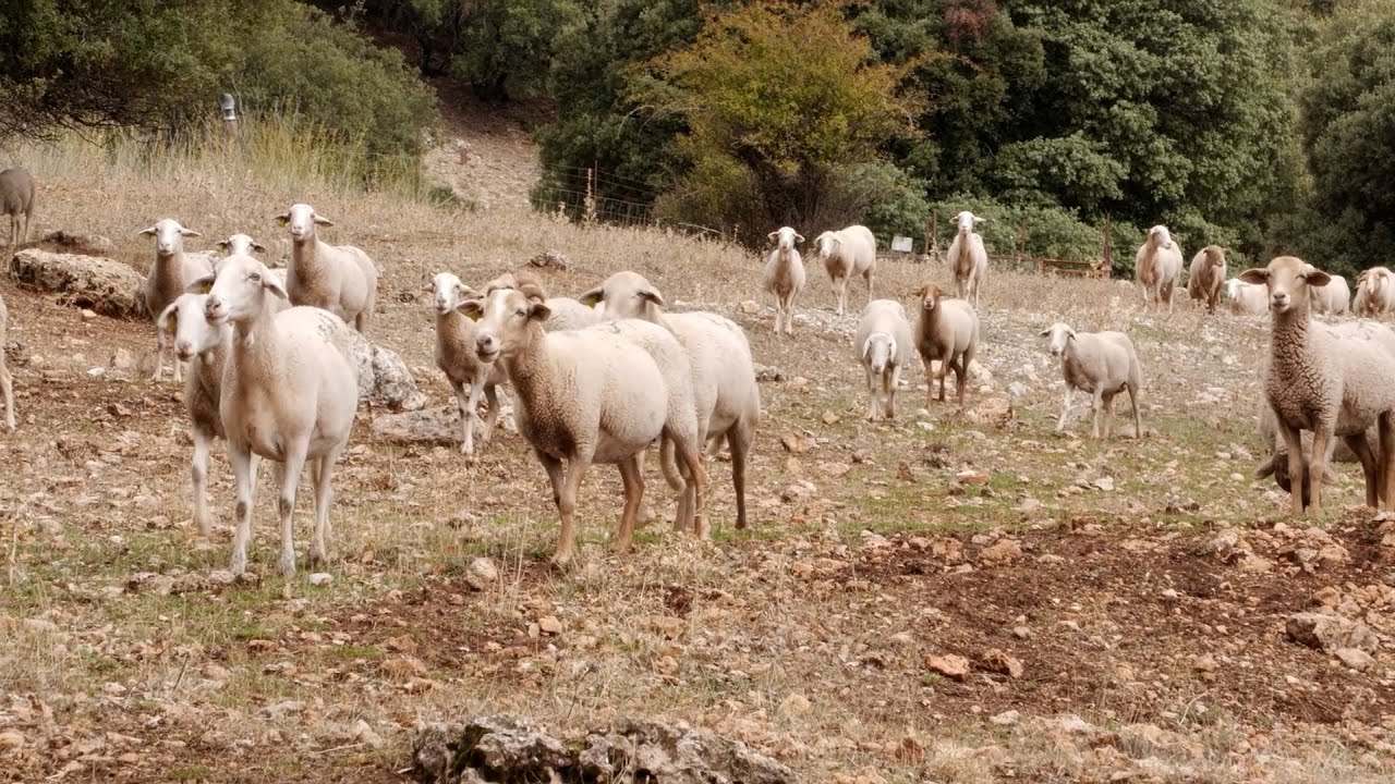 DIRECTO AL GRANO 11X15