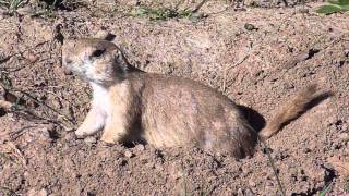 Prairie Dog Squeaking