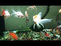 金魚　ミックス