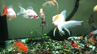 金魚　ミックス