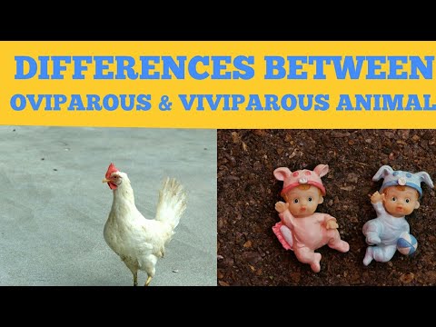 Class-12 : Chapter-1 Part -12 Difference between Oviparous & Viviparous ...