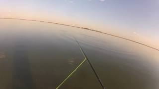 Catfish /barbel on fly Terry babich