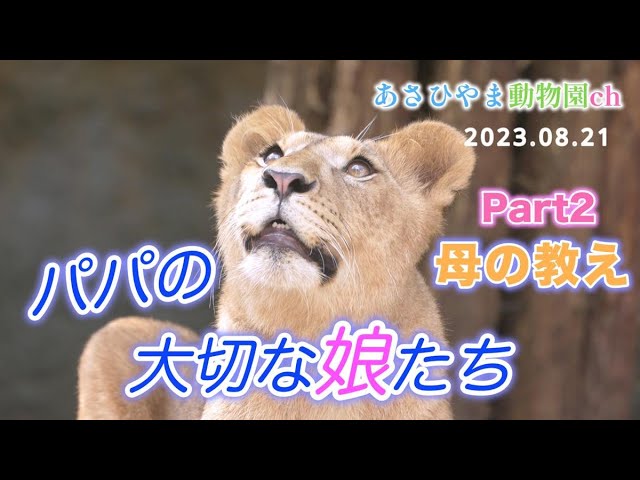 ライオンの昼寝 ライオンの昼寝~Lion is sleeping - YouTube