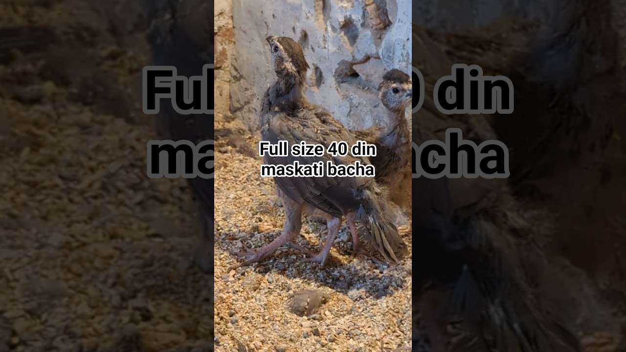 full size Maskati chakor 