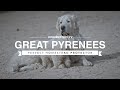 Great pyrenees perfect homestead protector