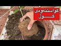 كات و چۆنیەتی گواستنەوەی گوڵ چۆن بیكەین چ كاتێك گونجاوە  زراعة گوڵ