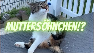 Katze erzählt wie ihr Tag abläuft | Wurmi | Diese eine Katze 🐱