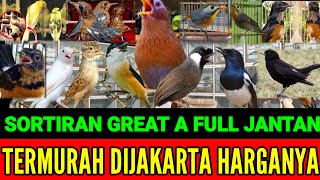 🔥 PASTI SUKA !! UPDATE STOK TERBARU BURUNG LOKAL \u0026 IMPORT 0838-7553-6945