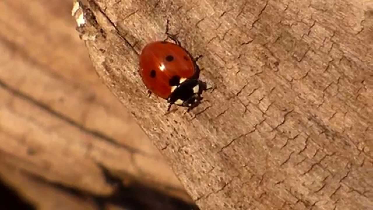 Panasonic Lumix DMC-FZ72 Zoom teszt