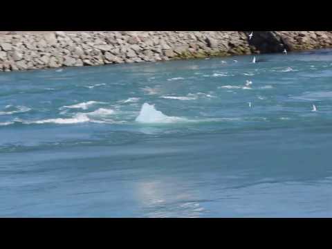 Jokulsarlon Lagoon - icebergs in the river - 01