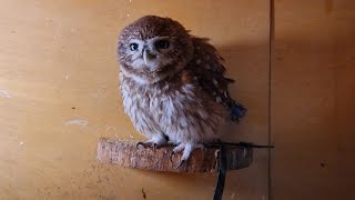 Sitting yelling (singing). Yuinya the Owl explains why you don't need a Little owl at home