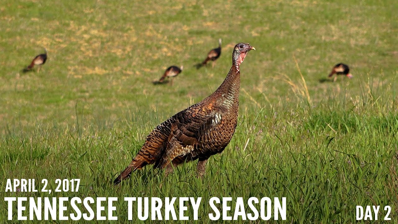 Video Blog Tennessee Turkey Season Day 2 YouTube