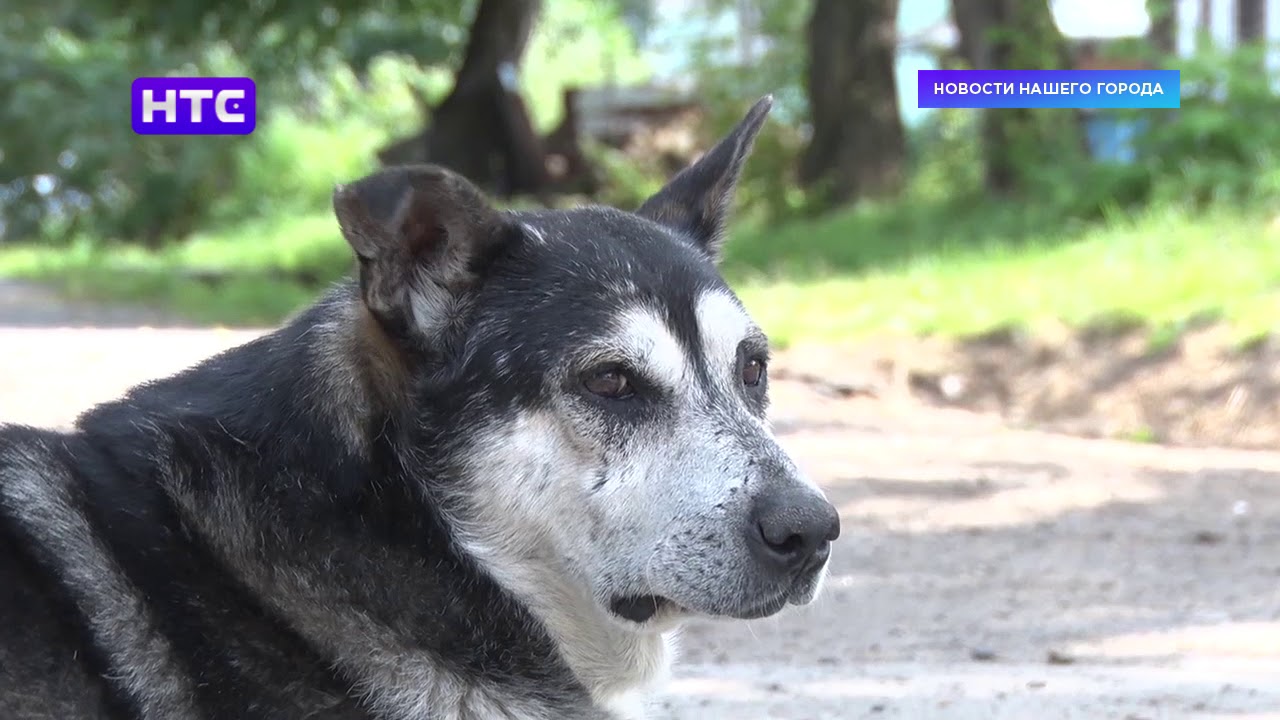потеряшки киров. акция помощи приюту для бездомных животных. общество помощи бездомным животным кирово-чепецк. акция помощи бездомным животным. помощь бездомным животным кирово чепецк.