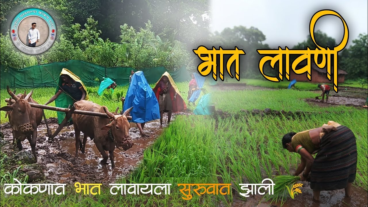 कोकणात भात लावणीला सुरवात झाली 😍 | Traditional Rice & Paddy Plantation | kokani  rugvesh 