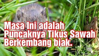 Perlu Petani Tahu : Masa Puncak Perkembangbiakan Hama Tikus Sawah.