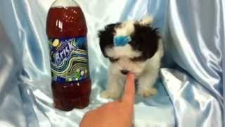 Tiny Micro Teacup Morkie Puppies for sale in Los Angeles Tiny Micro Teacup Morkie Puppies for sale in Los Angeles