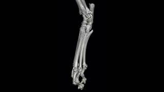 Rotating Ct Scan Animation Of The Foot Back Paw Of A Domesticated Cat Felis Catus