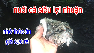 Nuôi Cá Trê Siêu Lợi Nhuận Nhờ Thức Ăn Giá Rẻ Tại Chỗ Chỉ Từ 2000 Đồng/Kg | Trại Cá Phú Yên