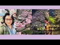 I took myself to see the cherry blossom! 桜の季節2022