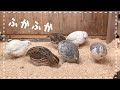 【うずら】ふかふかになった床に大喜びするウズラたちが可愛い…！！