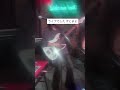 5/6ライブ映像 #ベース女子 #bass #ずっと真夜中でいいのに #ハゼ馳せる果てるまで #弾いてみた