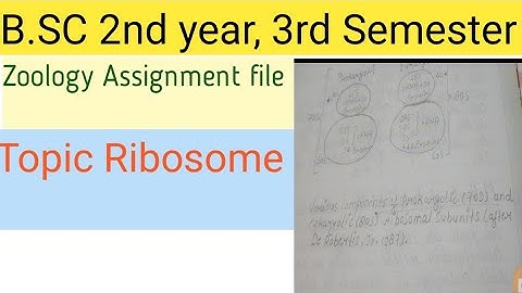 B.SC 2nd year, Third semester , Zoology Assignment file, Topic Ribosome
