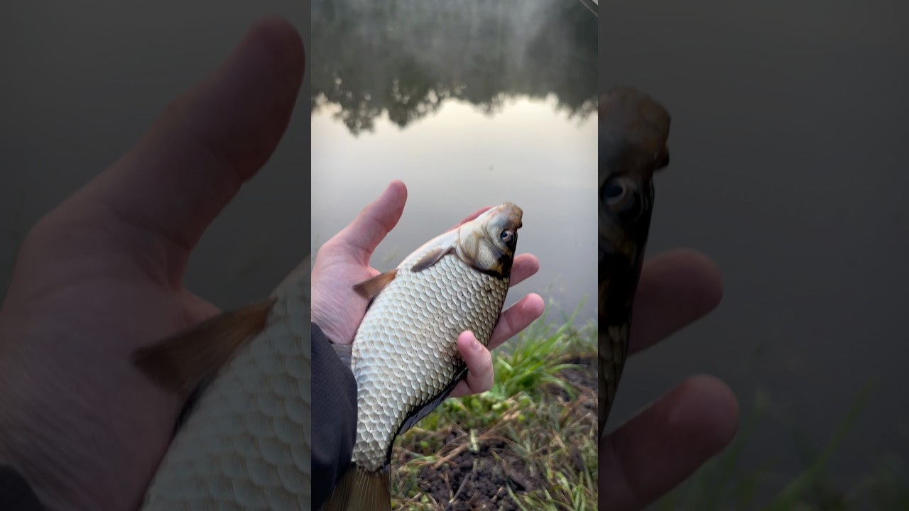 Утренняя рыбалка #рыбалка #природа #утро #лето #nature #fishing #мотоцикл