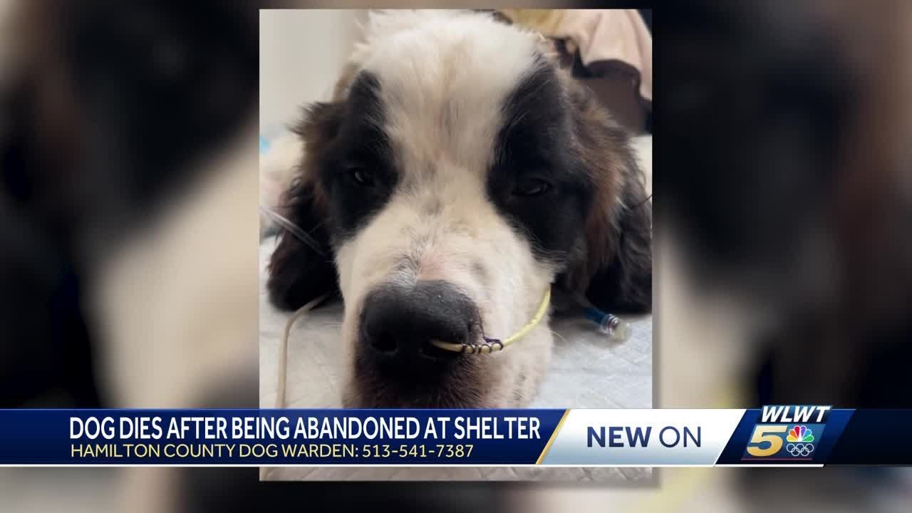 Dog dies after being abandoned at shelter in Hamilton County; dog ...