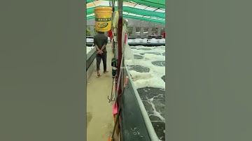 Tưởng Trung Quốc, Hóa Ra Nghệ An! Mô Hình Nuôi Tôm Trong Bể Xi Măng Với Vi Sinh Cacbon