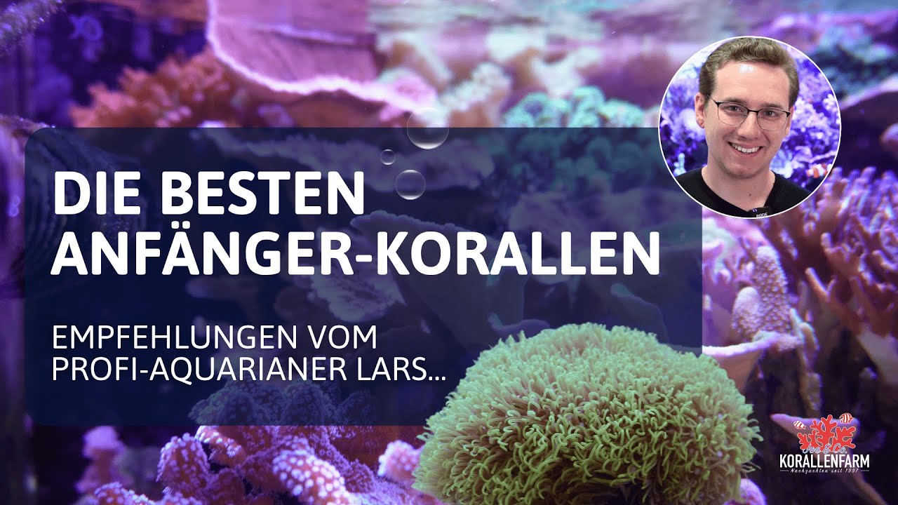 Die besten Korallen für Anfänger (Weichkorallen und LPS-Korallen)