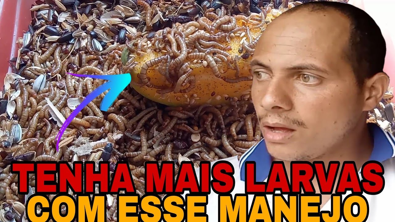 Por isso suas larvas de tenebrio não se multiplicam/ separado pupas das larvas