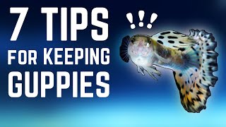 7 Tips for Keeping Guppies in an Aquarium