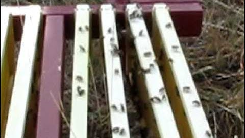 Honey Extraction, part 3