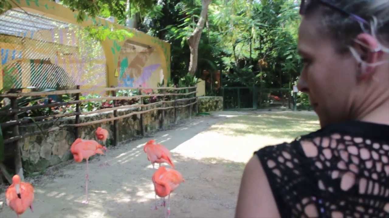 The Flamingo Project - About the Project