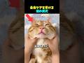 全身ケアを受ける猫の反応