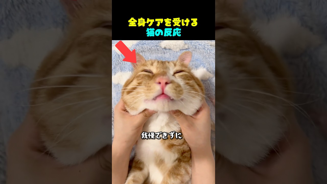 全身ケアを受ける猫の反応