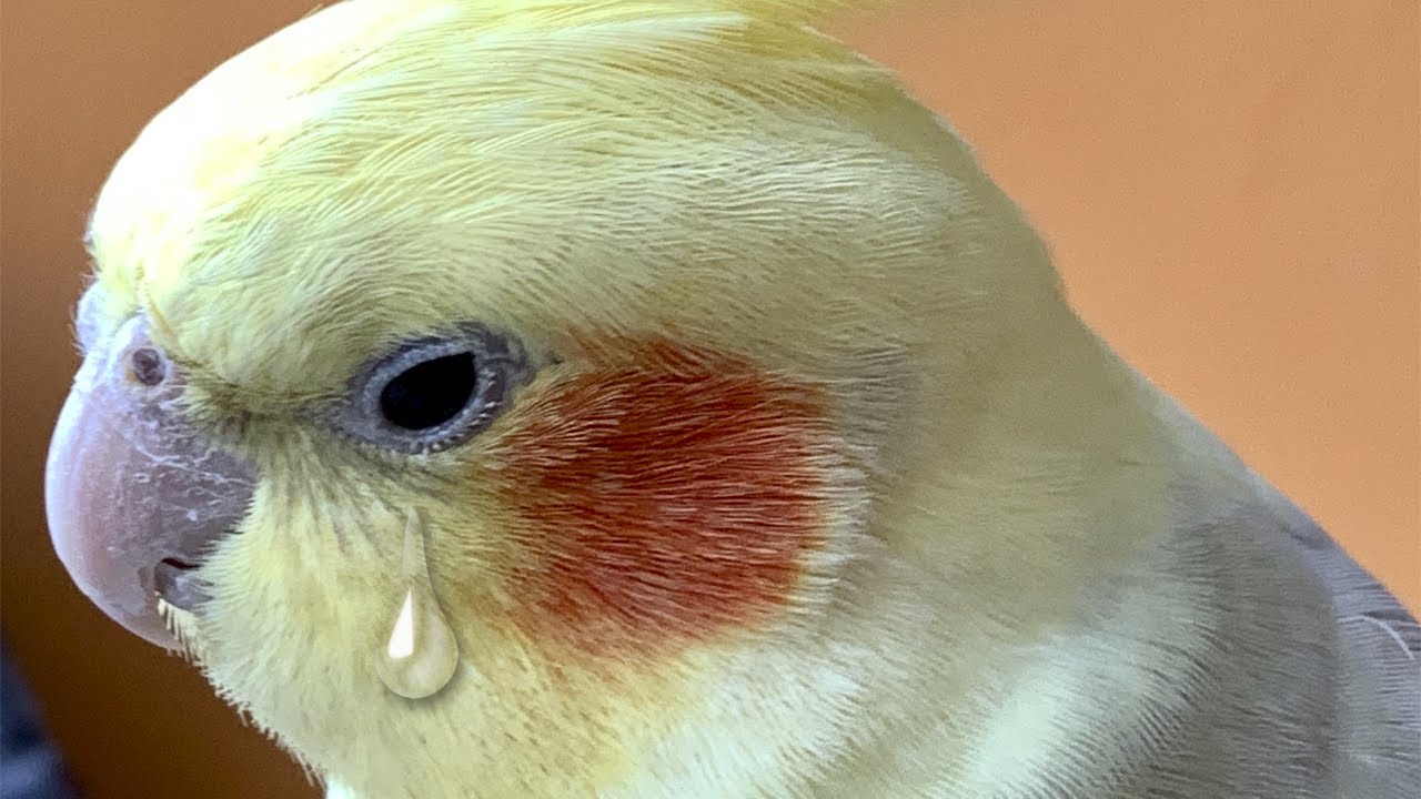Calopsita Morre De Tristeza - RETOEDU