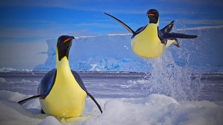 Best of Cute Penguins 😊🐧 Funny And Clumsy Penguins (Full) [Funny Pets]