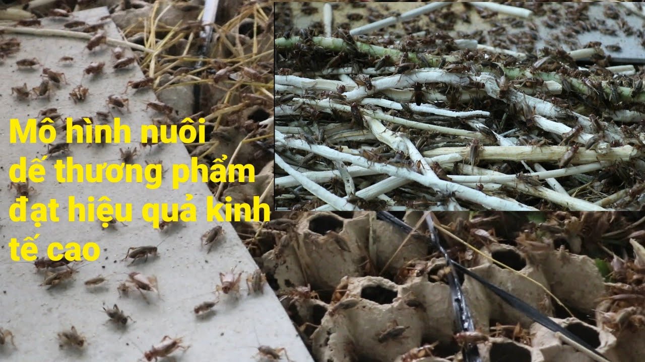Nuôi dê thương phẩm ở Yên Thế Hiệu quả cao hướng đi mới