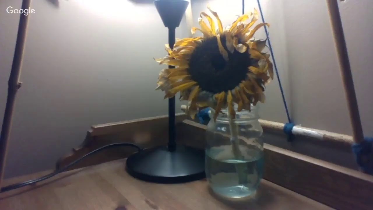 Bringing a dead sunflower back to life The magic of plants