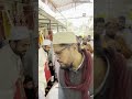 Safar E Iraq | Hazri At Dargah Hazrat Nizamuddin Aulia RA | Hazrat Amir Khusrow RA #islamic #shorts Mp3 Song