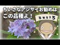 【優勝!】ヤマアジサイお勧め品種BEST5|組み合わせのお勧めも紹介