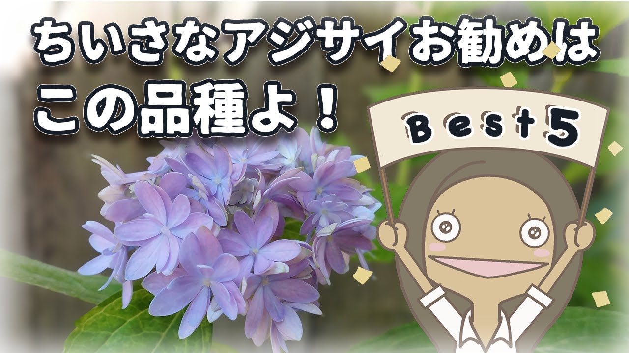 【優勝！】ヤマアジサイお勧め品種BEST５|組み合わせのお勧めも紹介