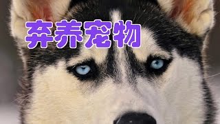 如何弃养宠物/abandonment pet