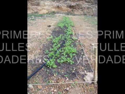 Vídeo: Alimentació Amb Sèrum I Iode: Una Solució Per A La Polvorització De Plantes, Processament D’un Hort Amb Adob Amb àcid Bòric, Proporcions Per A Verdures