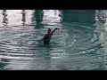 Nuoto Sincronizzato - Assoluto Savona 2022 - Solo Negroni