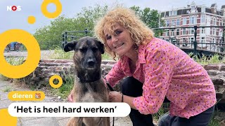 Hoe worden honden voor films getraind?