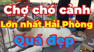 Chợ chó cảnh lớn nhất miền Bắc tại Hải Phòng.ai yêu cún nhất định phải đến thăm một lần.