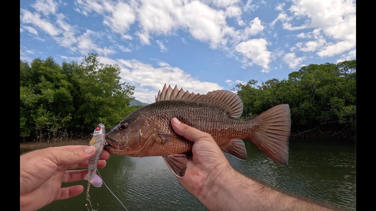 Catching Mangorve Jack Land Based Fishing Cairns YouTube